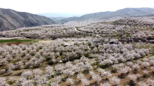 Malatya kayısı beyazına büründü