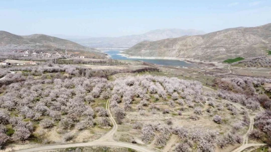 Malatya kayısı beyazına büründü