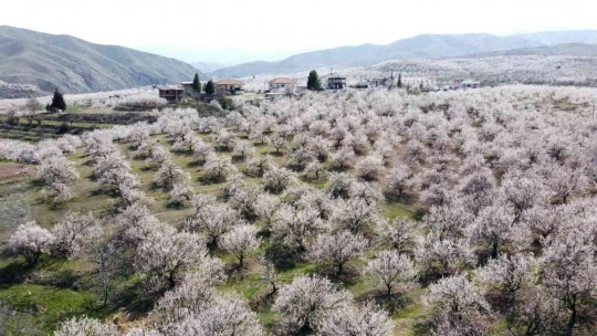 Malatya kayısı beyazına büründü