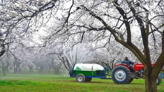 Malatya kayısı beyazına büründü