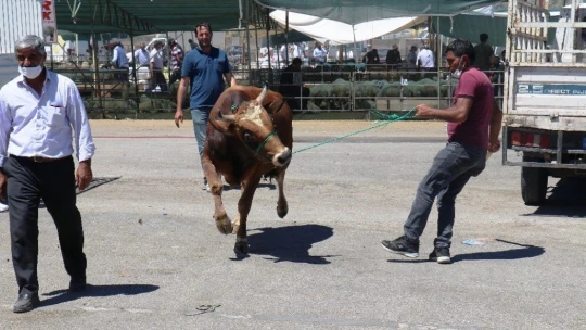 Malatya Canlı Hayvan Pazarı'nda Arefe günü yoğunluğu