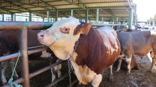 Malatya Canlı Hayvan Pazarı'nda Arefe günü yoğunluğu