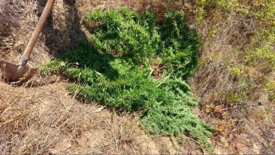 Malatya'da 1 kilo esrar ele geçirildi