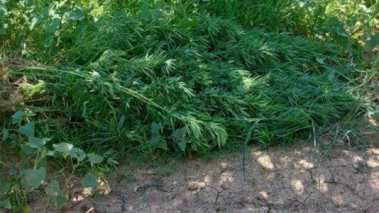 Malatya'da 1 kilo esrar ele geçirildi