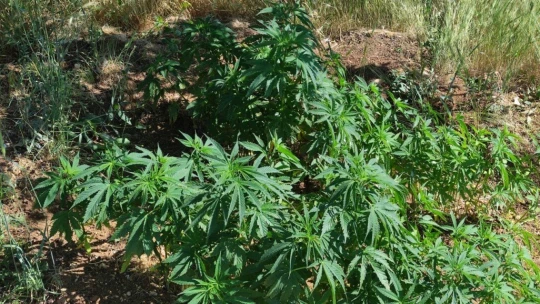 Malatya'da 10 kilo esrar ele geçirildi