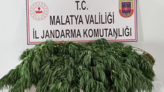Malatya'da 2 bin 200 kök kenevir ele geçirildi