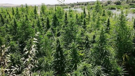 Malatya'da 2 bin 200 kök kenevir ele geçirildi