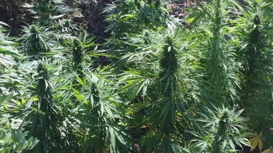 Malatya'da 25 kilo esrar ile 43 bin kök hint keneviri ele geçirildi