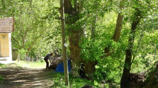 Malatya'da 250 yıllık çınar ağacı için koruma talebi