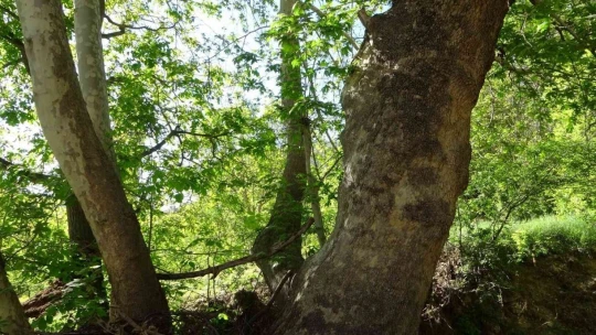 Malatya'da 250 yıllık çınar ağacı için koruma talebi