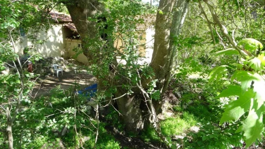 Malatya'da 250 yıllık çınar ağacı için koruma talebi