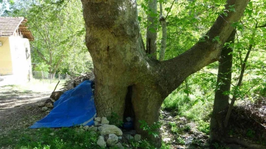 Malatya'da 250 yıllık çınar ağacı için koruma talebi