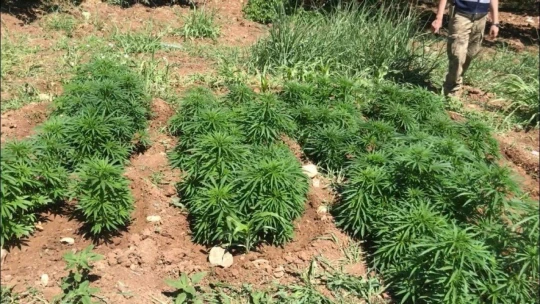 31 bin 750 kök hint keneviri ele geçirildi