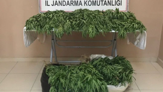 31 bin 750 kök hint keneviri ele geçirildi