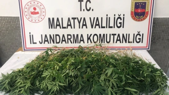 Malatya'da 589 kök Hint keneviri ele geçirildi