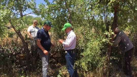 Malatya'da antepfıstığı yaygınlaşıyor