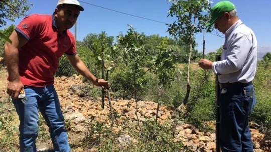 Malatya'da antepfıstığı yaygınlaşıyor