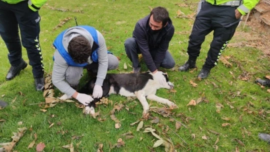 Malatya'da ayağı kırılan köpeğe polis sahip çıktı
