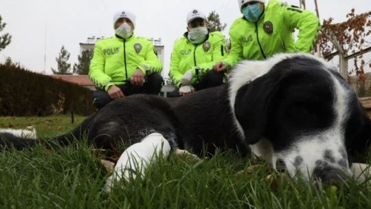 Malatya'da ayağı kırılan köpeğe polis sahip çıktı