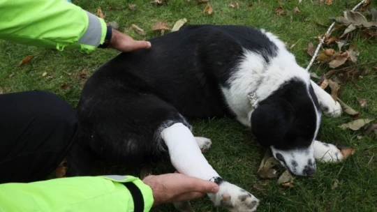 Malatya'da ayağı kırılan köpeğe polis sahip çıktı
