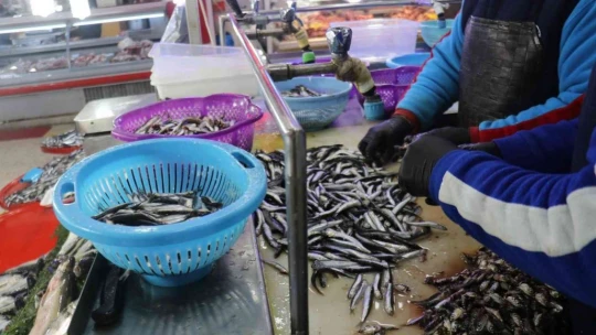 Balık fiyatları düştü