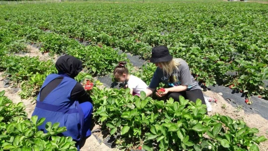 Malatya'da çilek 'kadın elinde' yetişiyor