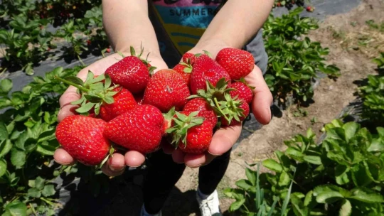 Malatya'da çilek 'kadın elinde' yetişiyor