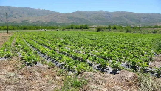 Malatya'da çilek 'kadın elinde' yetişiyor