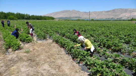 Malatya'da çilek 'kadın elinde' yetişiyor