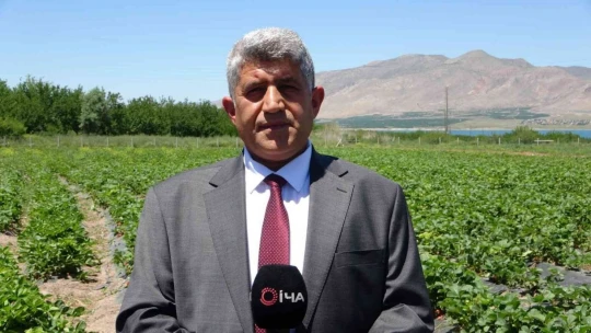 Malatya'da çilek 'kadın elinde' yetişiyor