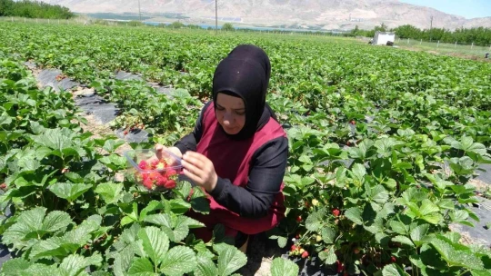 Malatya'da çilek 'kadın elinde' yetişiyor