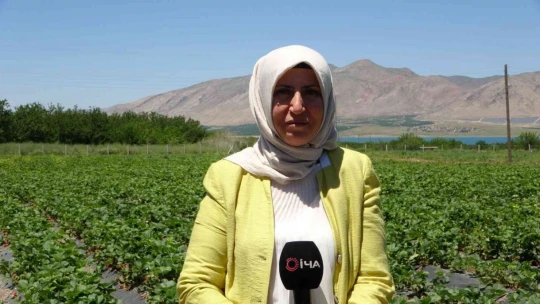 Malatya'da çilek 'kadın elinde' yetişiyor