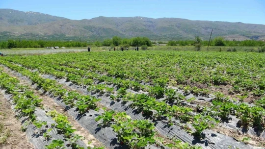 Malatya'da çilek 'kadın elinde' yetişiyor