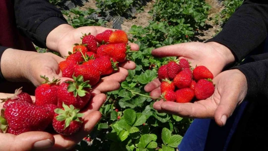 Malatya'da çilek 'kadın elinde' yetişiyor