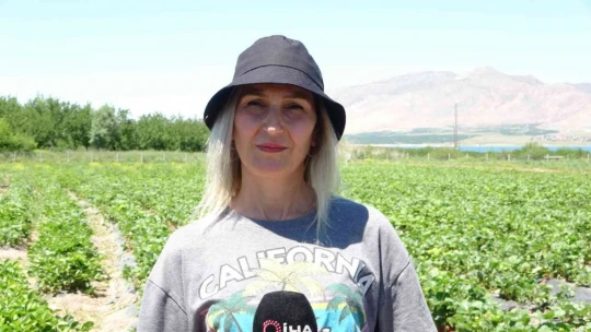 Malatya'da çilek 'kadın elinde' yetişiyor