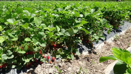 Malatya'da çilek 'kadın elinde' yetişiyor