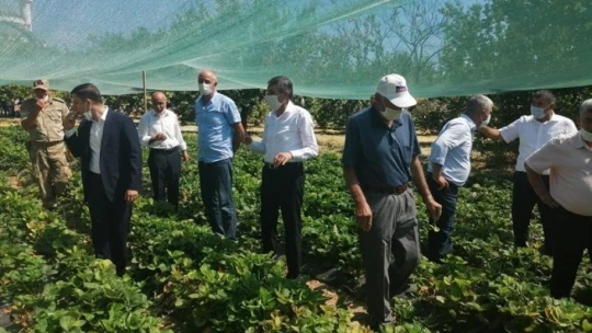 Malatya'da Çilek Tarla günü düzenlendi