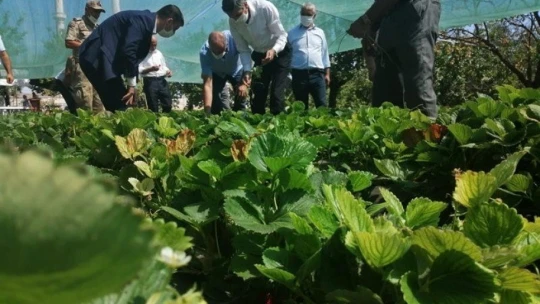 Malatya'da Çilek Tarla günü düzenlendi