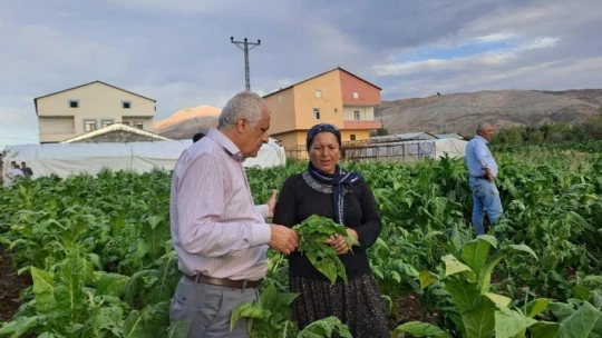 Malatya'da dolu yağışı tütünlere zarar verdi