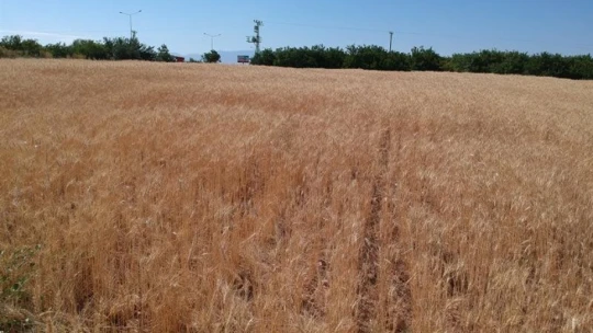 Malatya'da ekilen yeni buğday türünden yüksek verim alındı