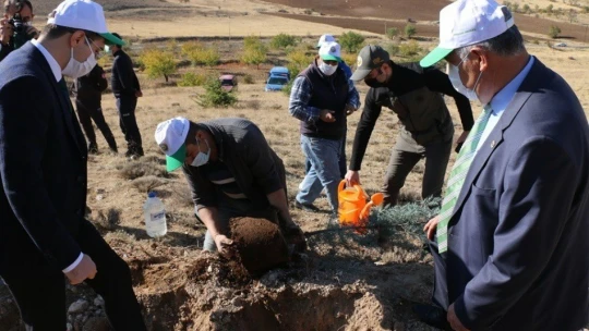 Malatya'da fidan dikimi