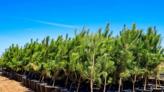 1,5 milyon TL'lik yeni proje