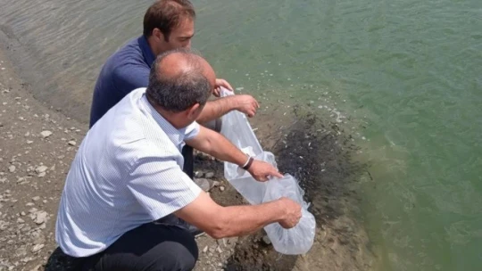 Malatya'da göletlere 120 bin yavru balık bırakıldı