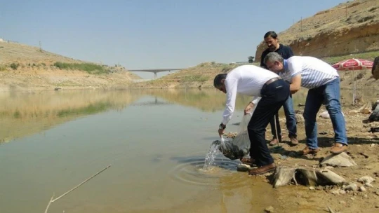 Malatya'da göletlere 120 bin yavru balık bırakıldı