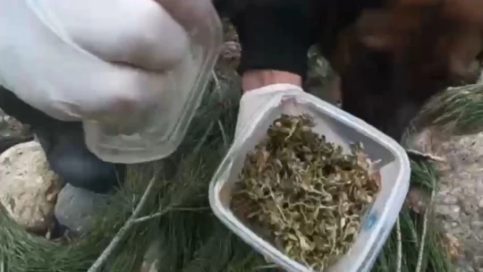 Jandarmadan drone destekli uyuşturucu operasyonu