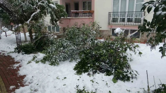 Malatya'da kar ağaçları yerinden söktü