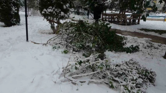 Malatya'da kar ağaçları yerinden söktü
