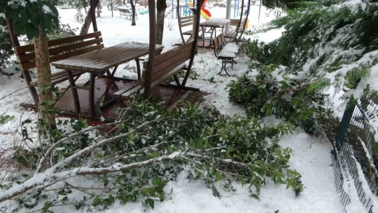 Malatya'da kar ağaçları yerinden söktü