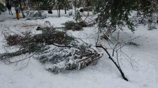 Malatya'da kar ağaçları yerinden söktü
