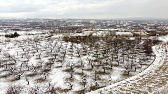 Malatya'da kayısı ağaçlarına beyaz gelinlik